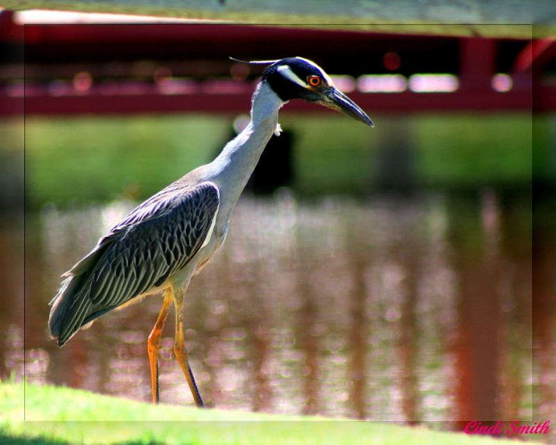 YELLOW CROWNED NIGHT HERON