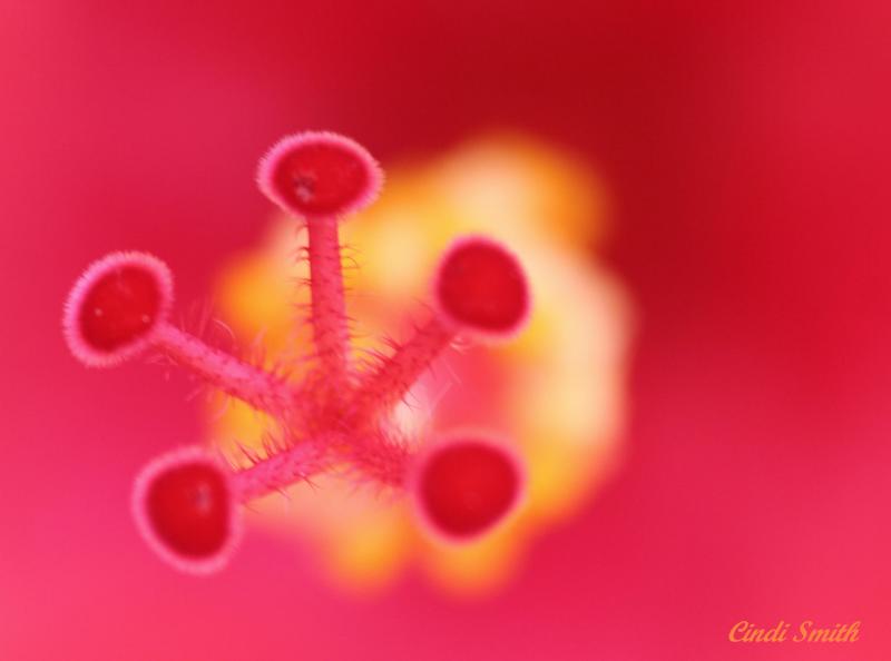 HYBISCUS STAMEN