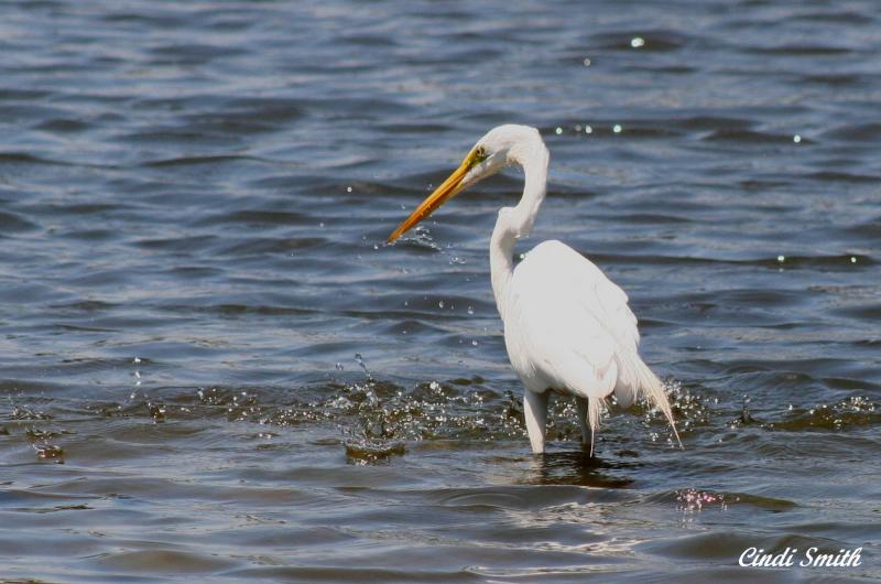 EGRET FISHING