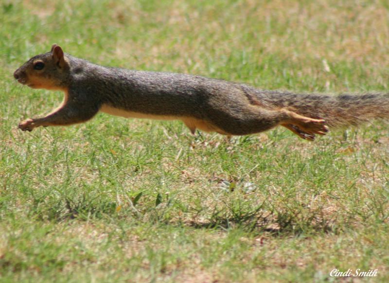 FLYING SQUIRREL