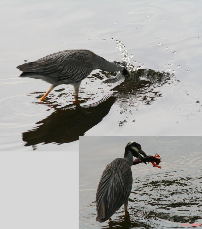 YELLOW CROWNED NIGHT HERON GETTING SOME LUNCH