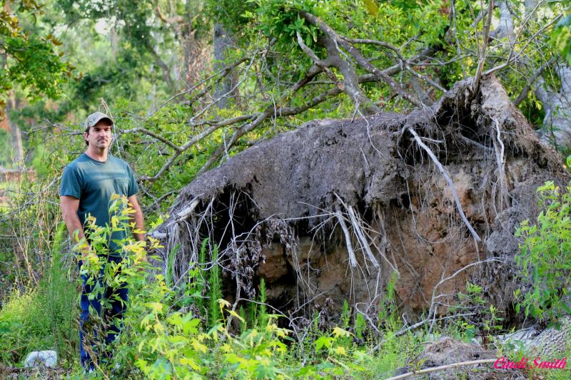 THE ROOT BALL OF A TREE THAT WAS YANKED FROM THE GROUND DURING HURRICANE RITA