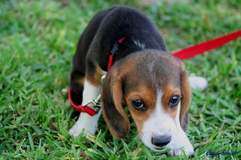 THIS IS THE CUTEST LITTLE BABY BEAGLE