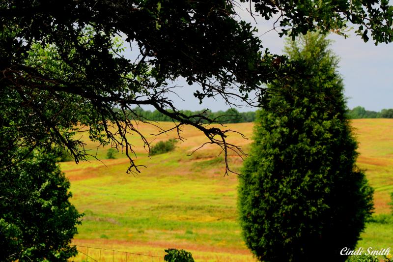 EAST TEXAS PASTURELAND