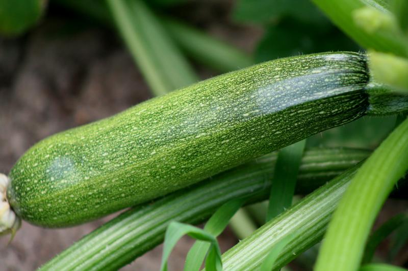 ZUCHINI ON THE VINE
