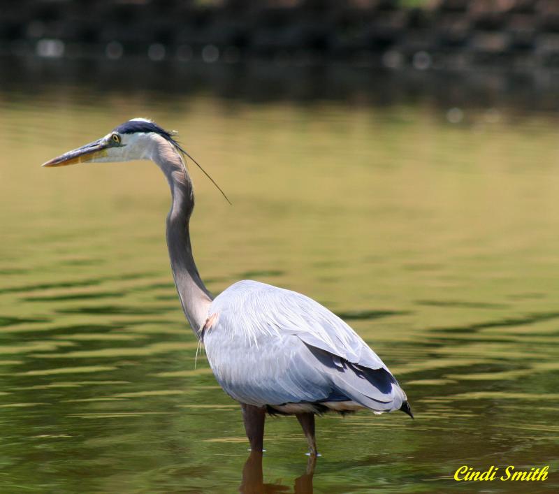 GREAT BLUE HERON II