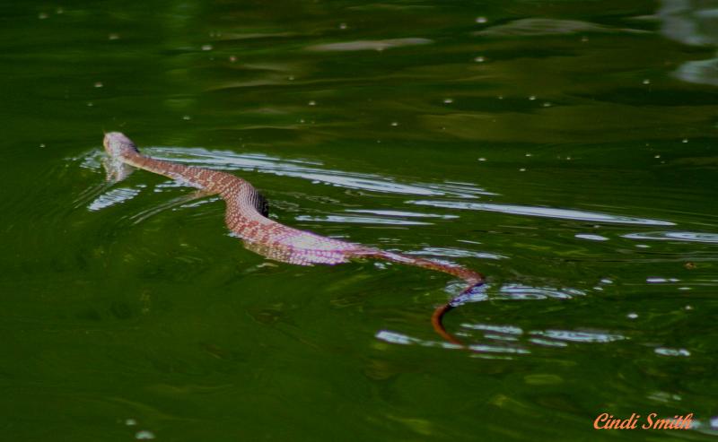 COTTON MOUTH SNAKE