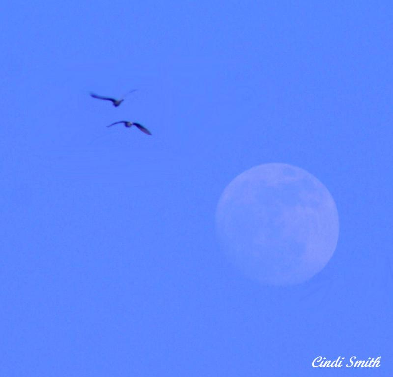 FLYING TO THE MOON