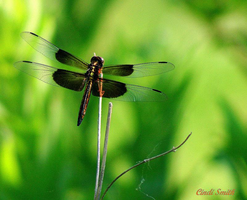 dragonfly.jpg