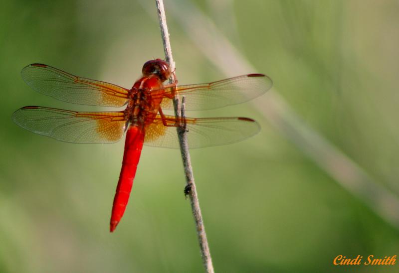 RED DRAGONFLY