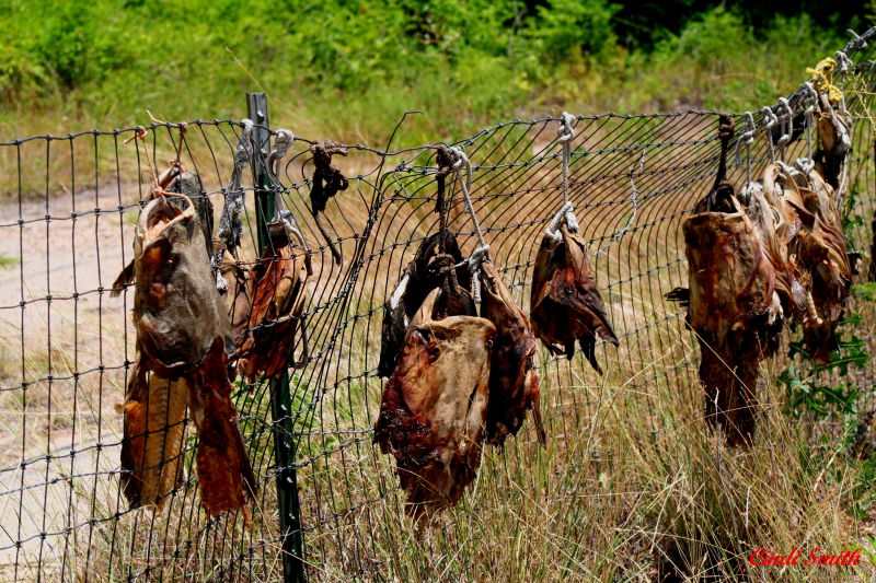 CATFISH HEADS HANGING ON A FENCE