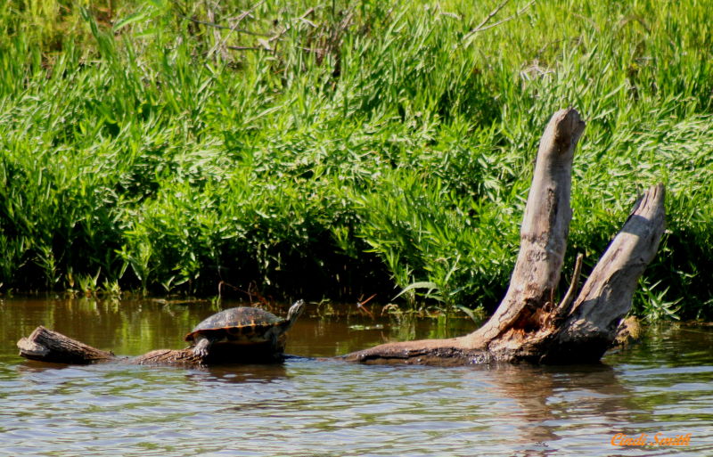 RIVER TURTLE SUNNING