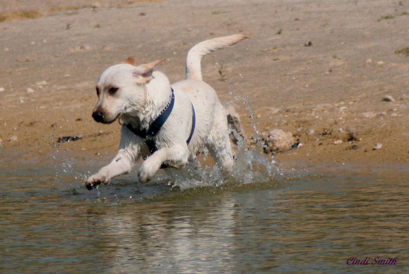 DOG RUNNING INTO THE WATER