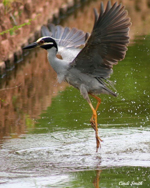 BALLERINA POSE