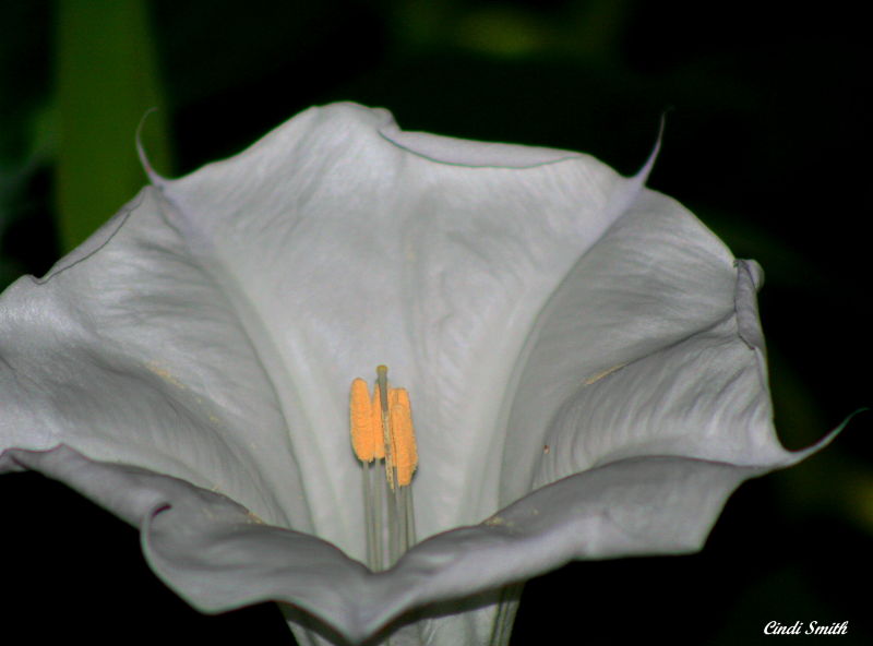 MOONFLOWER AT NIGHT