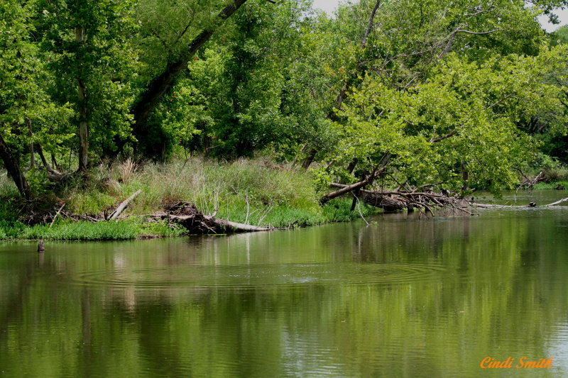 RIPPLES IN THE RIVER