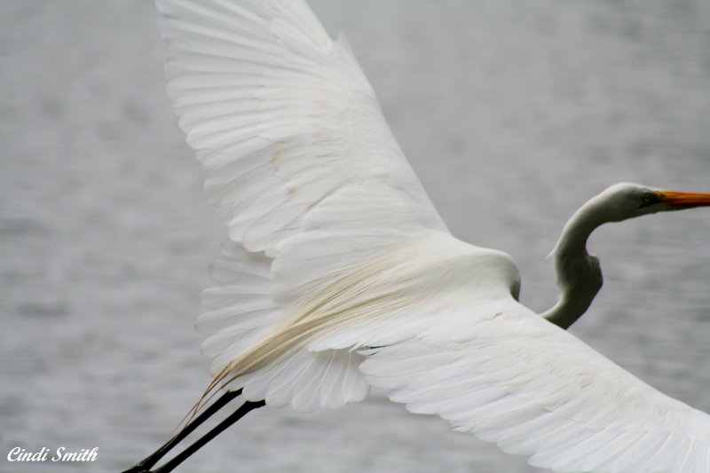 WINGS