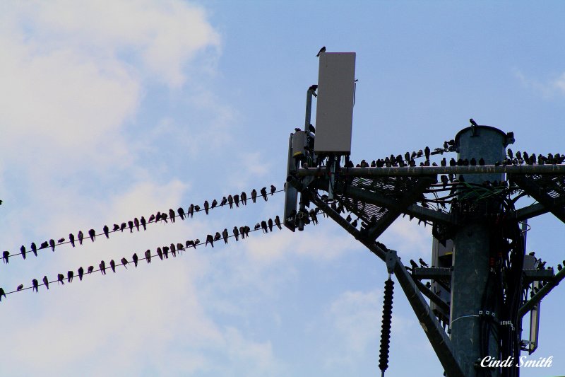 LIKE THE MOVIE, THE BIRDS BY ALFRED HITCHCOCK