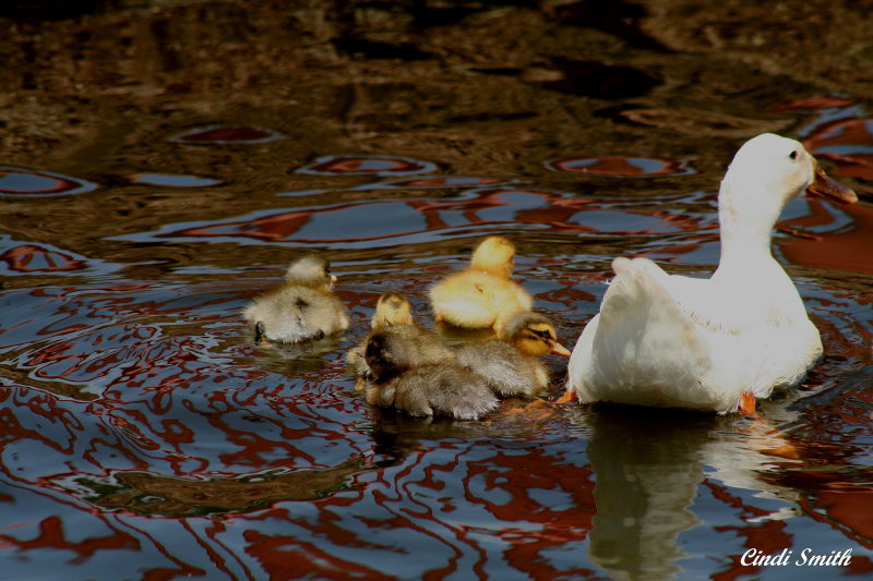 DUCK AND HER DUCKLINGS