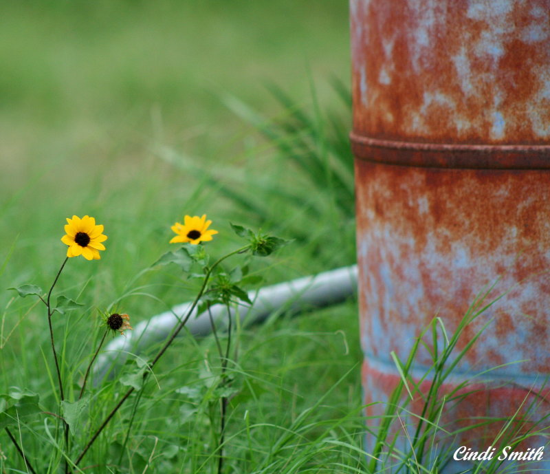 WILDFLOWERS NEXT TO A BURN BARREL