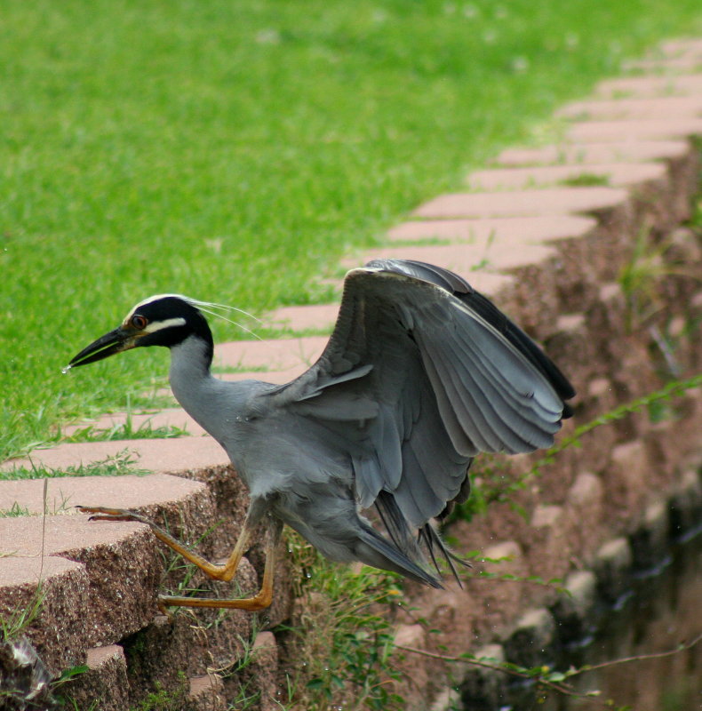 WALKING UP THE WALL