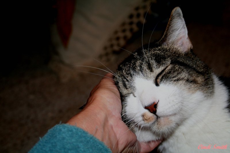 HE LOVES THE LOVIN