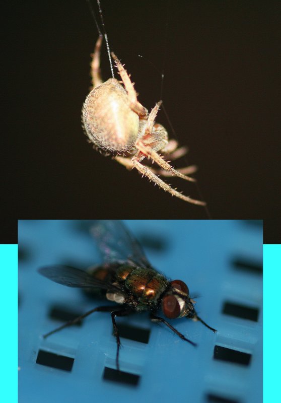 WHAT DID THE SPIDER SAY TO THE FLY?