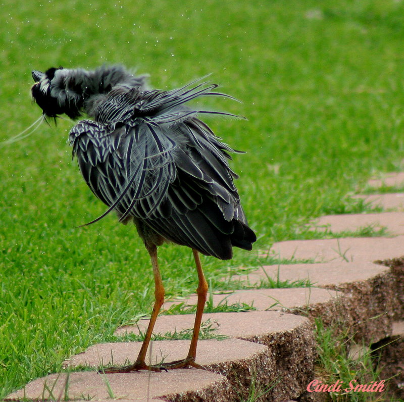 SHAKE SHAKE SHAKE, SHAKE SHAKE SHAKE, SHAKE YOUR BOOTIE, SHAKE YOUR BOOTIE