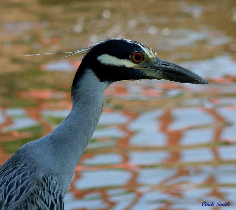 UP CLOSE AND PERSONAL WITH A YELLOW CROWNED NIGHT HERON