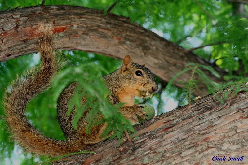 HAVING A SNACK