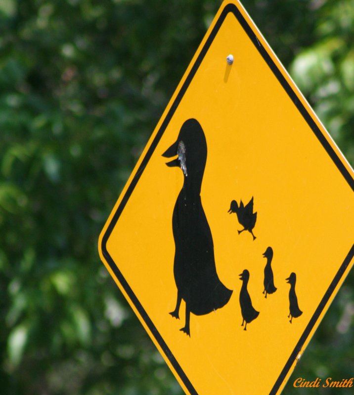 DUCK CROSSING