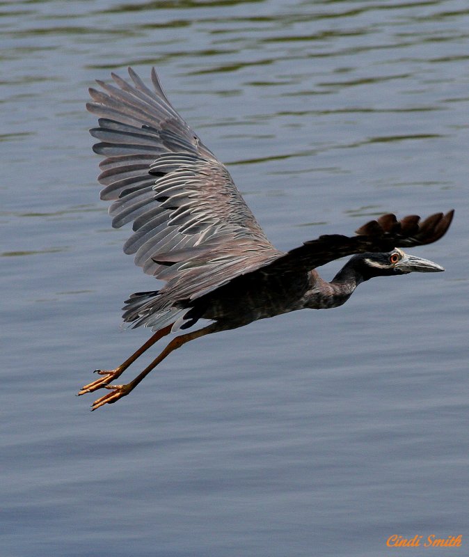 ANOTHER DARN YELLOW CROWNED NIGHT HERON FLYING