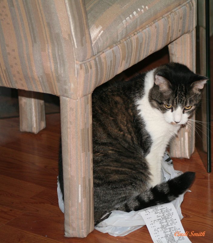 JUST TRY TO TAKE THIS BAG FROM ME AND SEE WHAT HAPPENS!