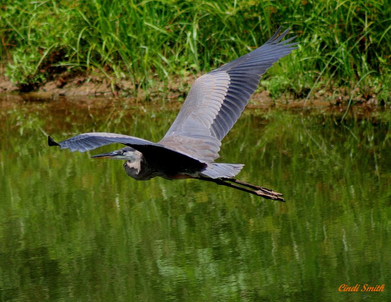 FLYING DOWN THE RIVER