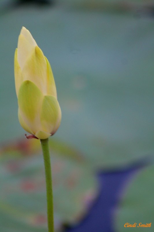 WATER LILY