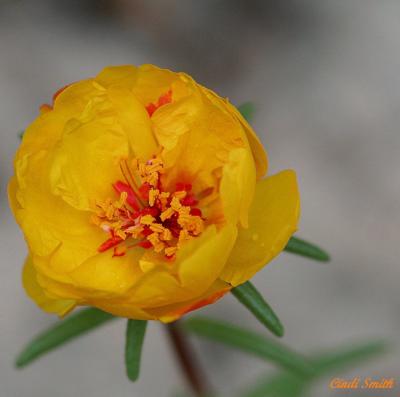 YELLOW MOSS ROSE