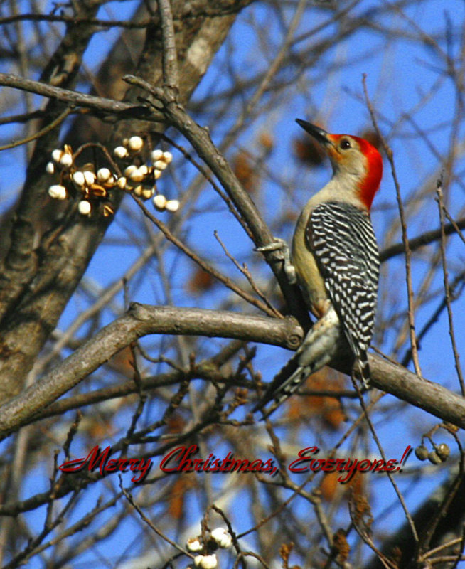A CHRISTMAS WOODPECKER