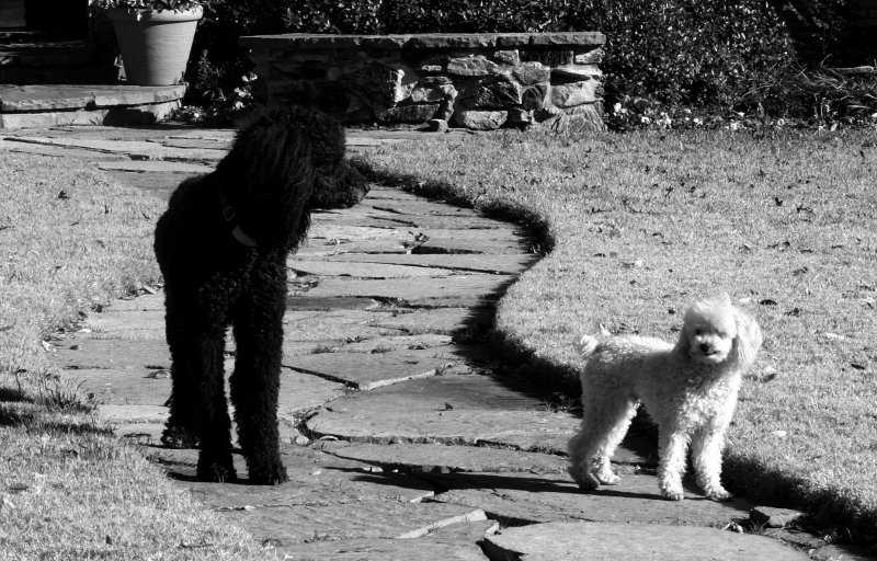 BLACK AND WHITE