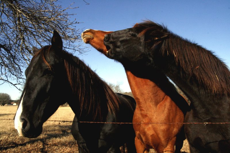 HORSE BITE