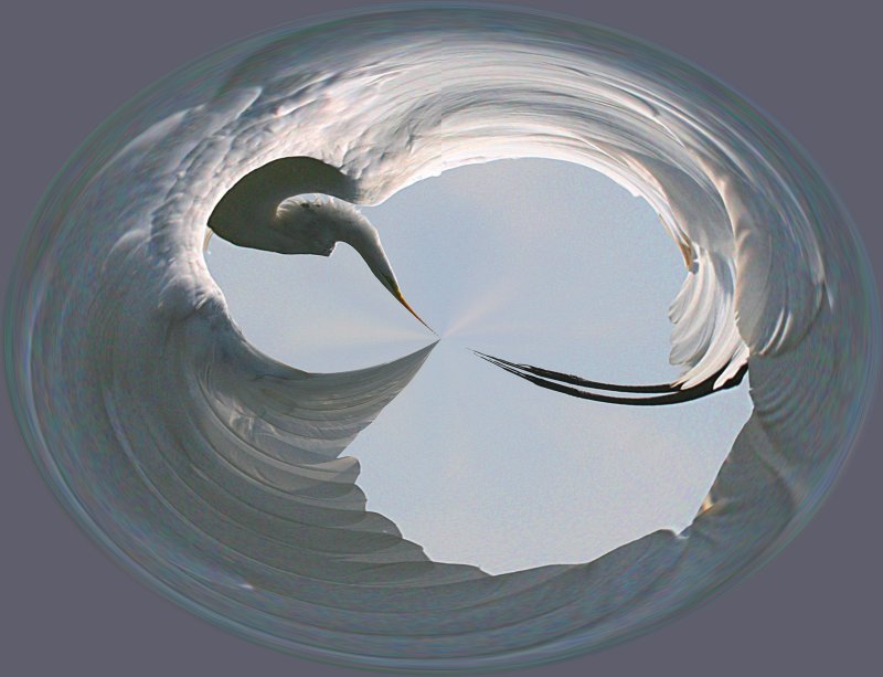 EGRET IN A BUBBLE
