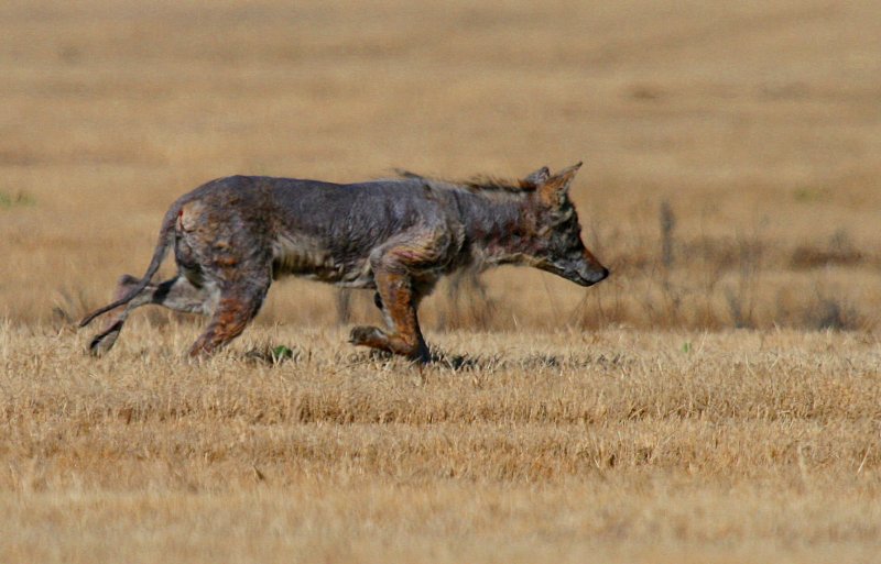 SAD LOOKING COYOTE