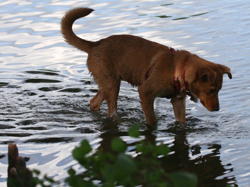LOOKING FOR A FISH