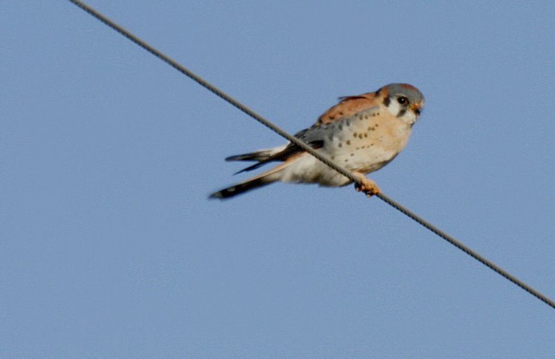 AMERICAN KESTREL