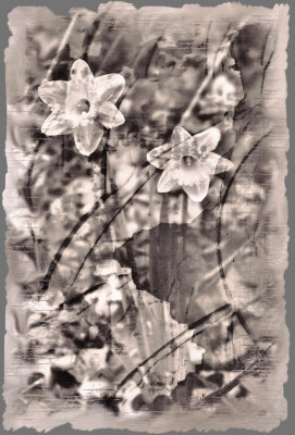 DAFFODILS