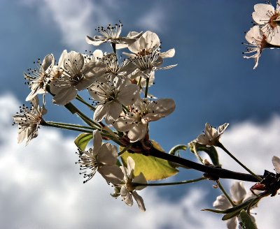 BRADFORD PEAR BLOSSOMS