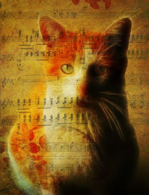 31 FACES - MUSICAL CAT