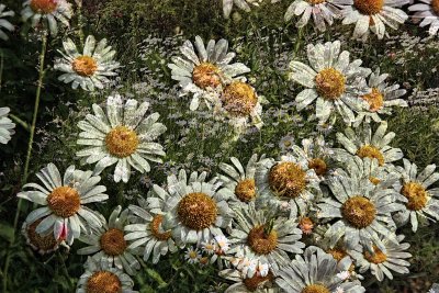 DAISIES