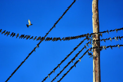 THE BIRDS....DON'T WALK UNDER THE WIRES