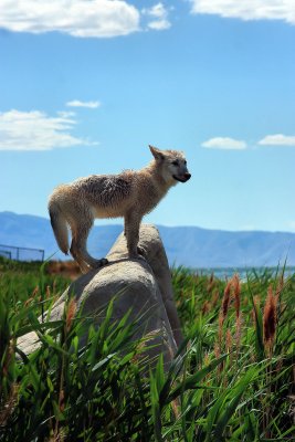 WOLFDOG ON A ROCK
