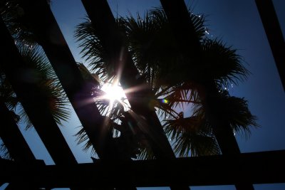 SUNLIGHT THROUGH THE PALMS